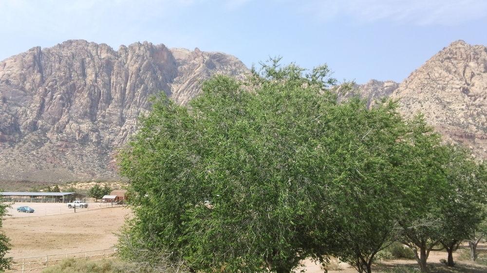 Bonnie Springs Ranch Motel Blue Diamond Ngoại thất bức ảnh