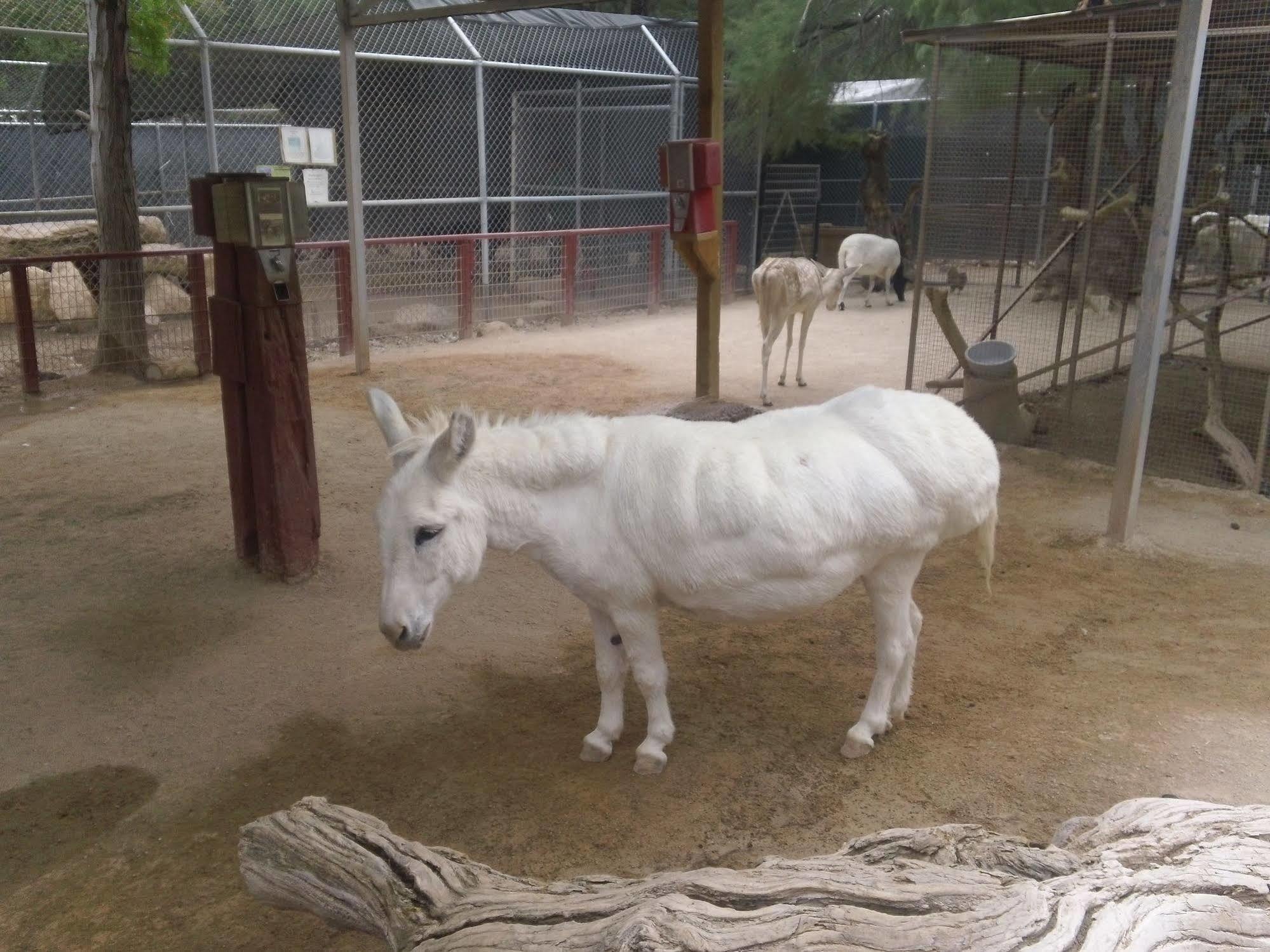 Bonnie Springs Ranch Motel Blue Diamond Ngoại thất bức ảnh